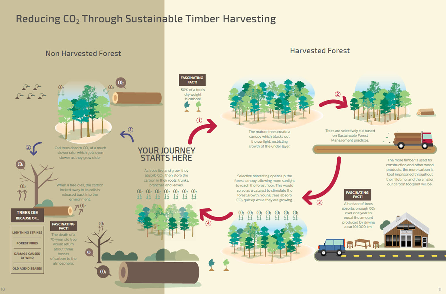 Creatimber sustainable timber harvesting practice