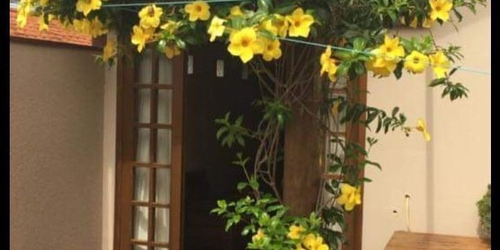 Ideas for indoor or outdoor. Belian