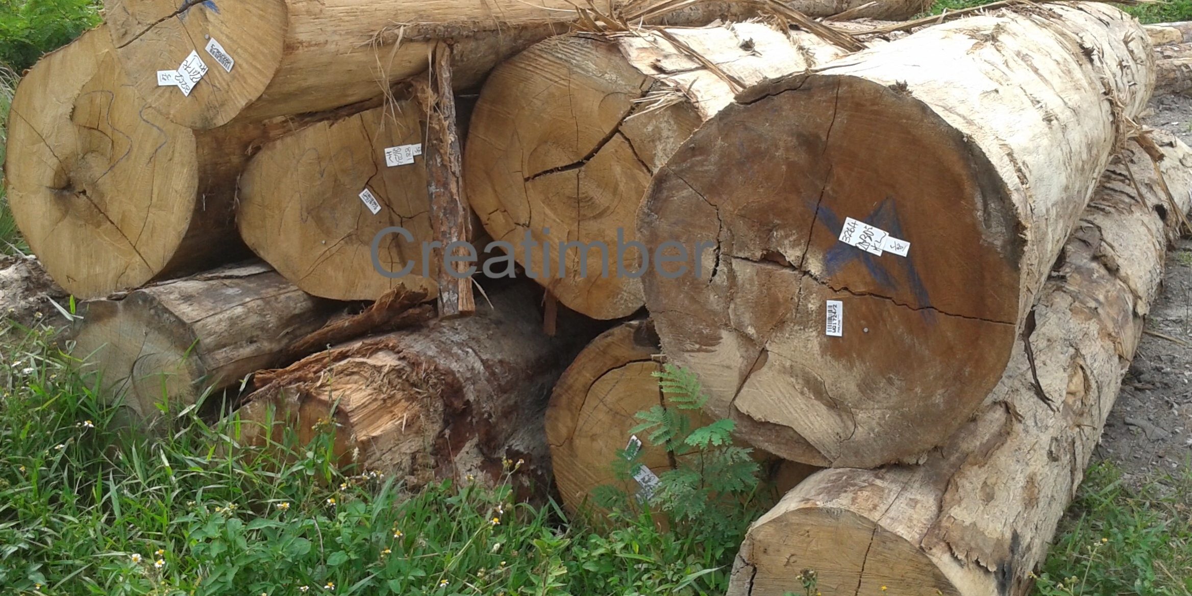 Timber Logs Creatimber