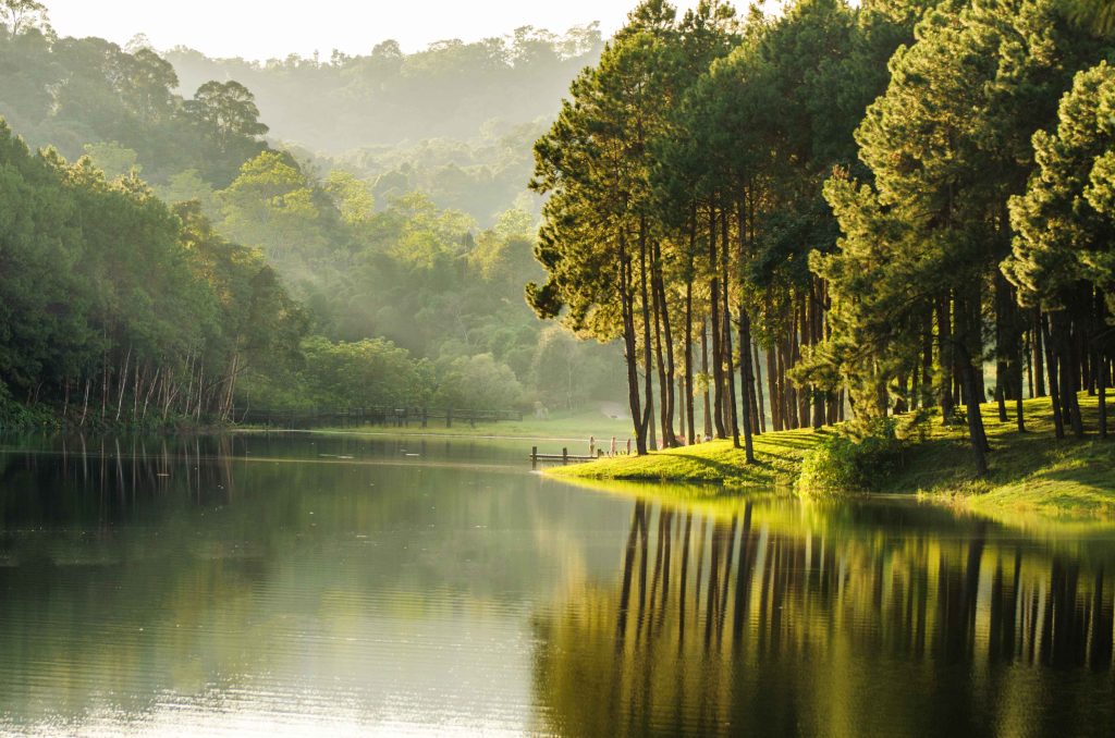 Timber Supplier Malaysia
