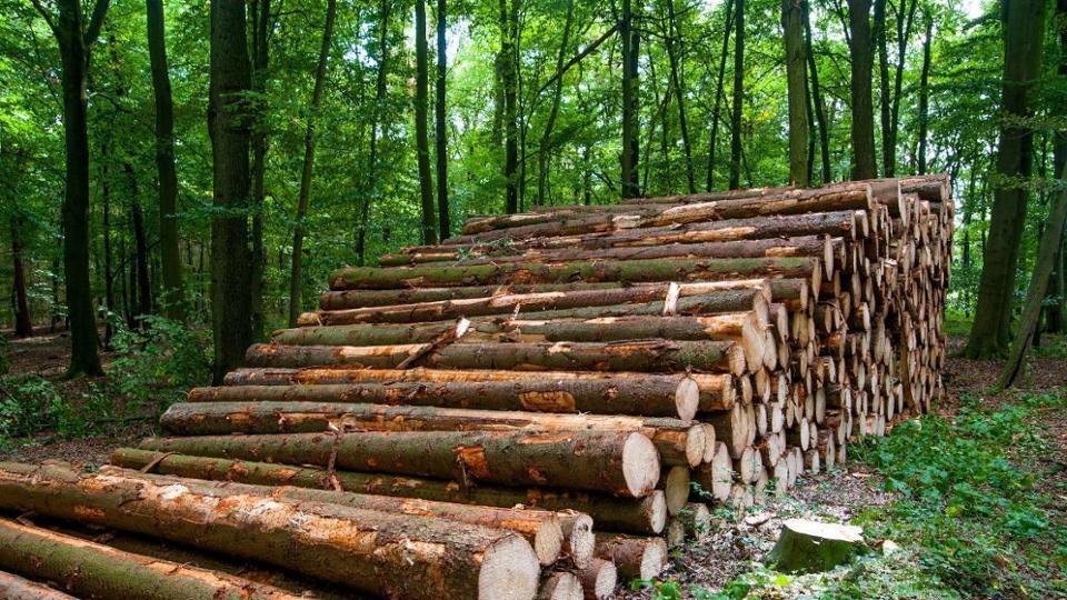 The Relationship Between Wood and Climate